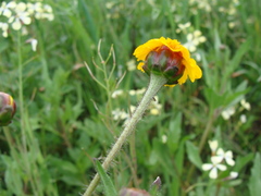Tridax trilobata, photograph (c) Alexis López Hernández, some rights reserved (CC BY)