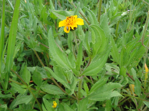 Tridax trilobata, photograph 6