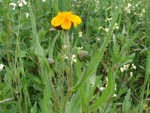 Tridax trilobata, photograph 4