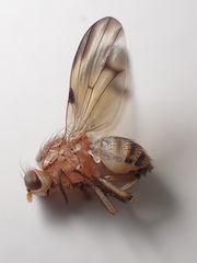 Minettia inusta