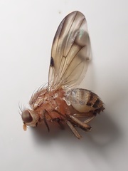 Minettia inusta