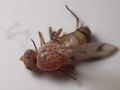 Minettia inusta