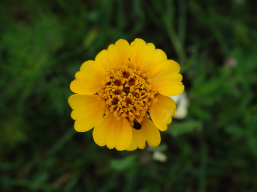 Tridax trilobata, photograph 1
