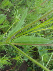 Tridax trilobata, photograph (c) Alexis López Hernández, some rights reserved (CC BY)