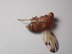 Minettia inusta