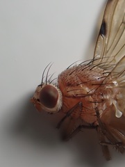 Minettia inusta