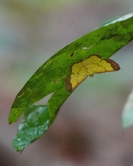 Corymica latimarginata