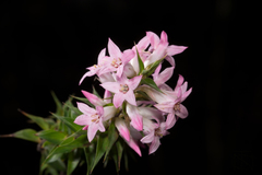 Epacris purpurascens
