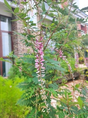 Indigofera pendula