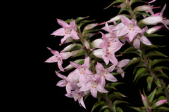 Epacris purpurascens