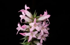 Epacris purpurascens
