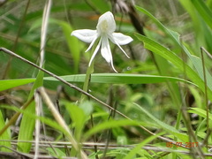Habenaria grandifloriformis