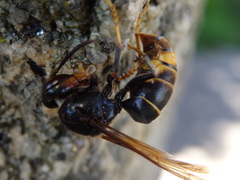 Vespa velutina nigrithorax