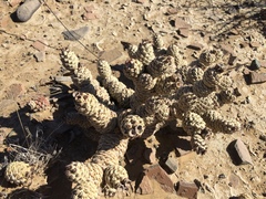 Tephrocactus articulatus