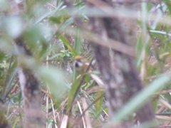 Suthora verreauxi morrisoniana