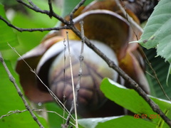 Ensete superbum