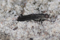 Laxotela