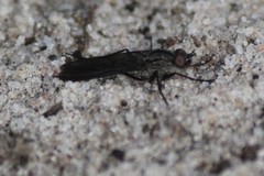 Laxotela