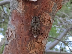 Cicada cretensis