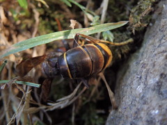 Vespa velutina nigrithorax