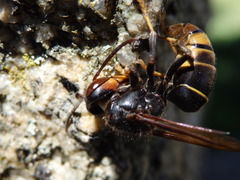 Vespa velutina nigrithorax