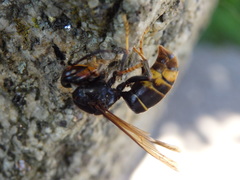 Vespa velutina nigrithorax