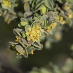 Pimelea serpyllifolia serpyllifolia