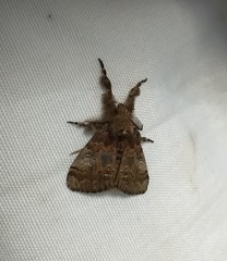 Dasychira cinnamomea