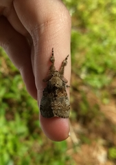 Dasychira cinnamomea