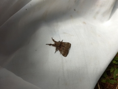 Dasychira cinnamomea