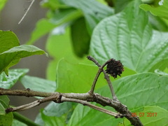 Mitragyna parvifolia