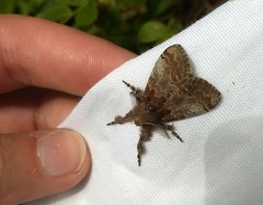 Dasychira cinnamomea