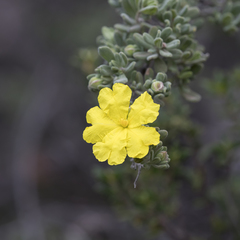 Hibbertia cinerea
