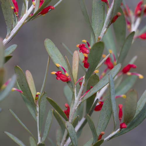 Grevillea pauciflora