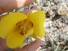 Calochortus aureus