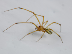 Enoplognatha submargarita