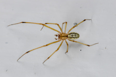 Enoplognatha submargarita