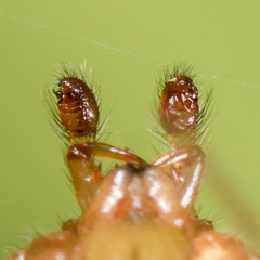 Enoplognatha submargarita