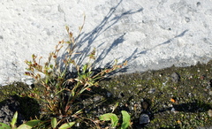 Juncus ranarius