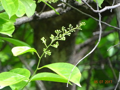 Celastrus paniculatus