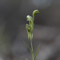 Pterostylis chlorogramma