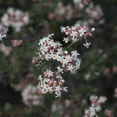 Pomaderris obcordata