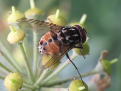 Graphomya maculata