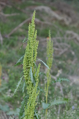 Rumex alpinus