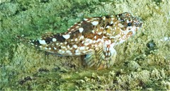 Sebastiscus marmoratus