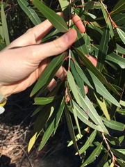 Angophora crassifolia