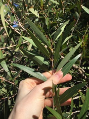 Angophora crassifolia
