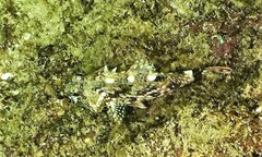 Sebastiscus marmoratus