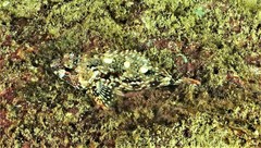 Sebastiscus marmoratus