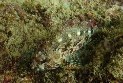 Sebastiscus marmoratus